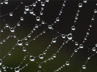 Wie die Spinne hochstabile und elastische Fäden zieht